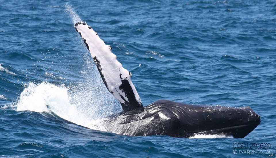 Samana Whale Watching Tours by Kim Beddall...